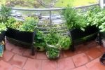 Abundant Balcony Vegetable Garden