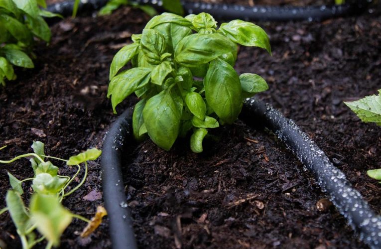 DIY Gardening Tutorials & Hacks.