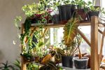 How to fix nitrogen deficiency in plants?