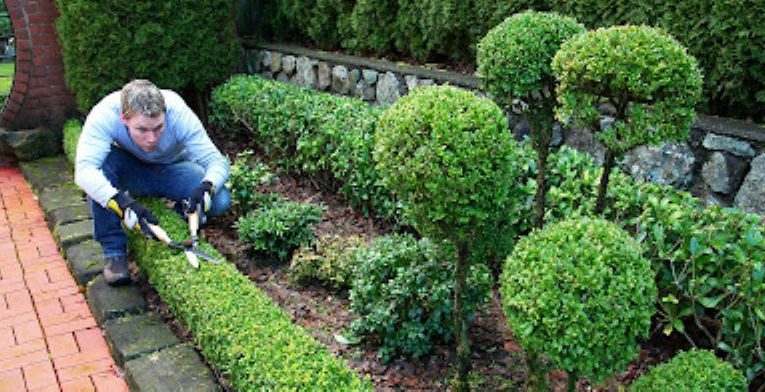 What is the meaning of lawn maintenance