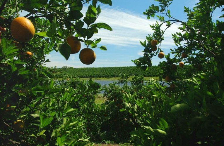 How is living in Winter Garden Florida