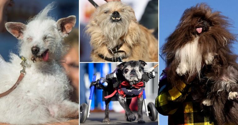 What is the prize for the ugliest dog contest