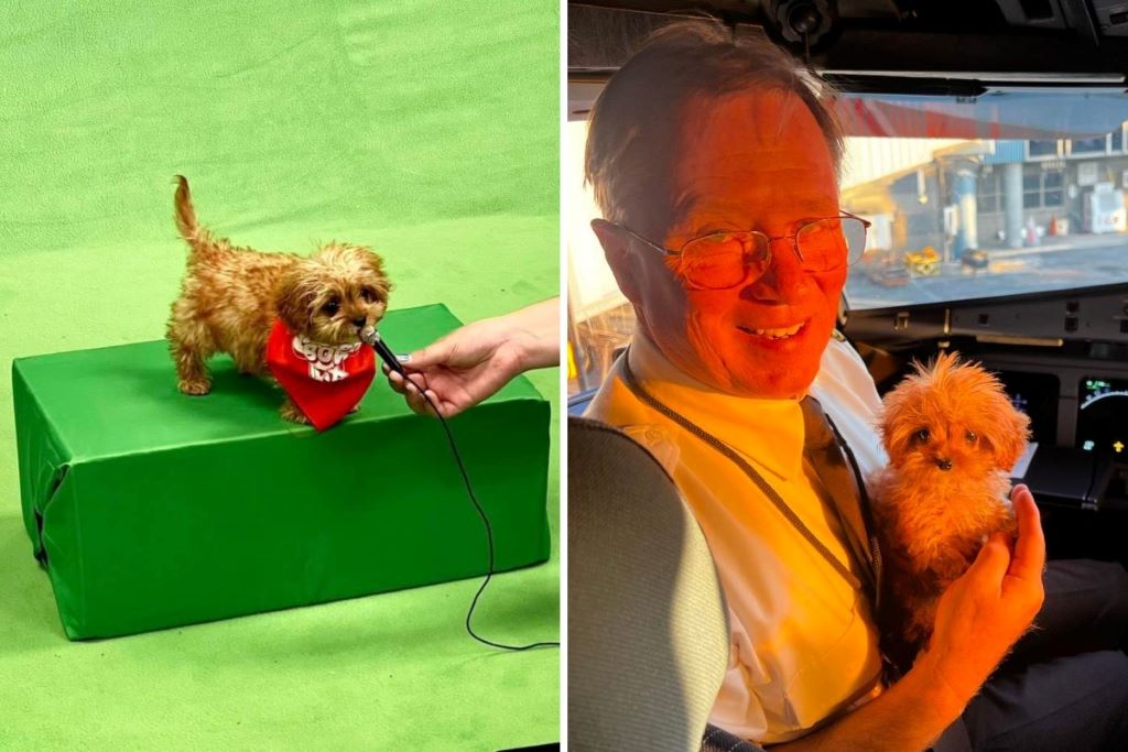 What happened to Sweet Pea from the Puppy Bowl 2024