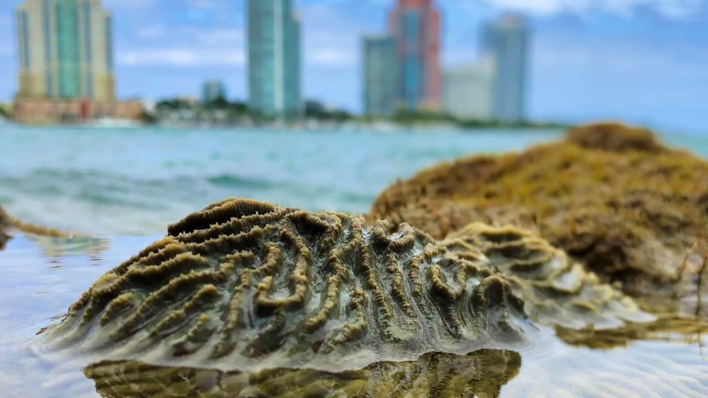 Unknown Facts About Miami and Its Reef