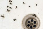 How to Get Rid of Drain Gnats & Flies in your Sink